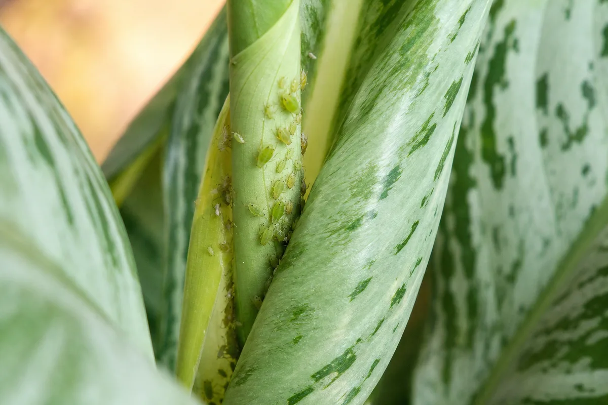 Close-up of aphids on Aglaonema Silver Bay - pear-shaped insects clustered on an unfurling new silver-green leaf at the crown