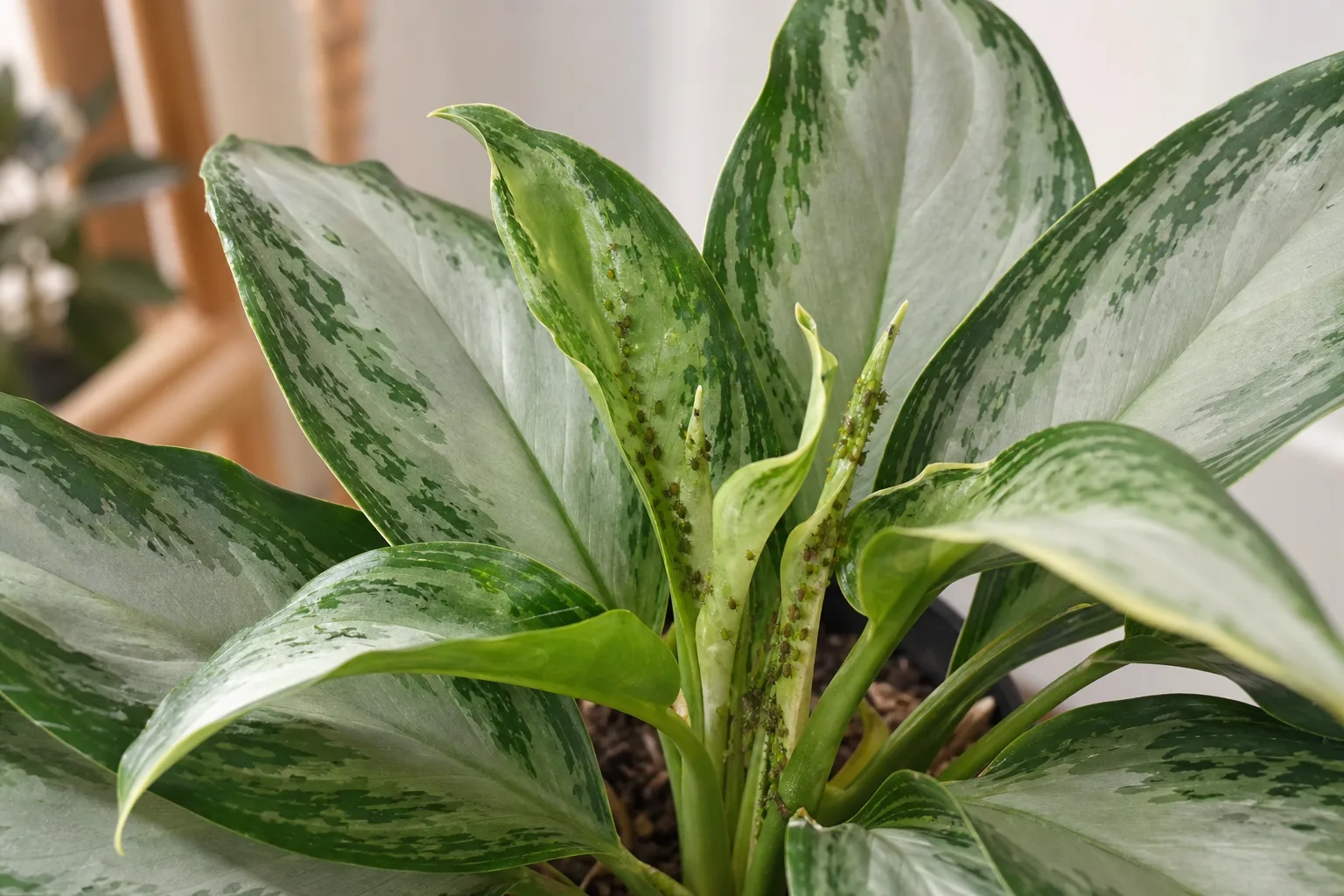 Aphids on Aglaonema Silver Bay - tiny insects clustered on new silver-green shoots at the crown