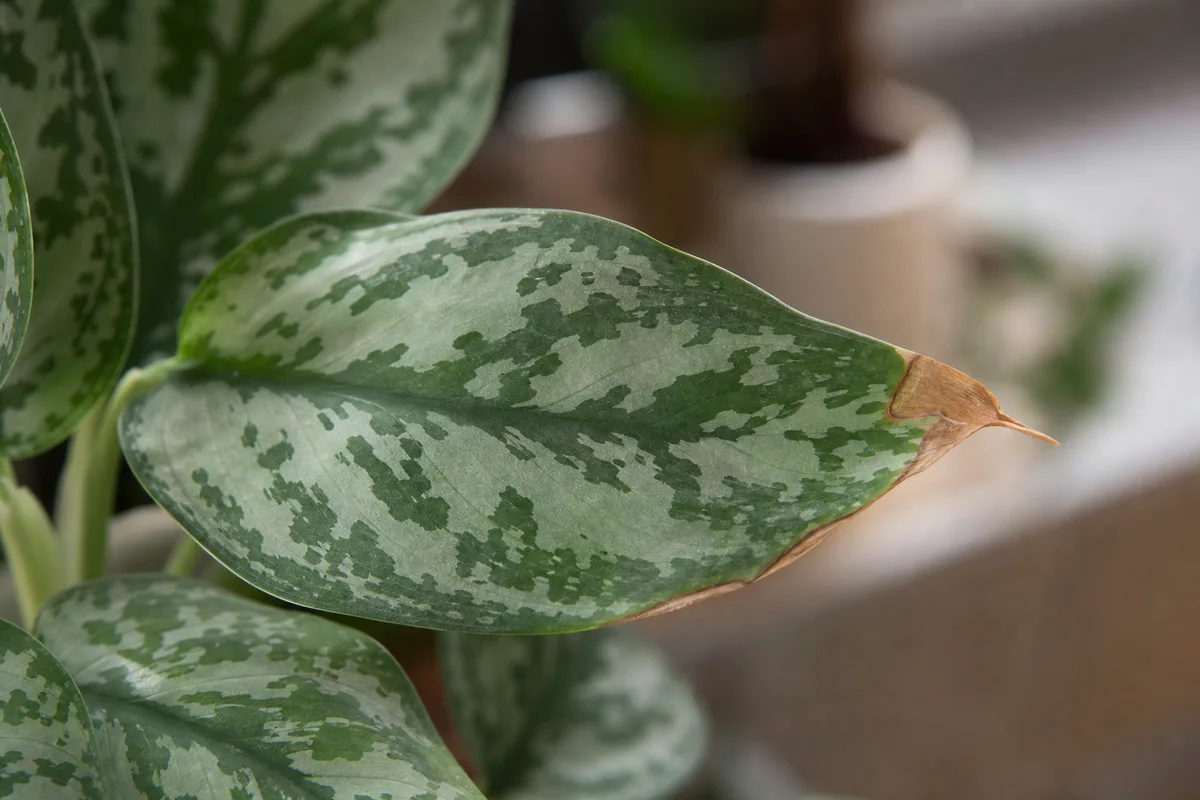 Close-up of Low Humidity on Aglaonema Silver Bay - diagnostic detail
