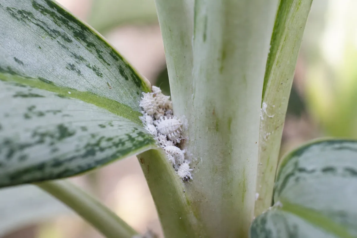 Close-up of mealybugs on Aglaonema Silver Bay - white cottony wax clusters tucked in a leaf axil at the petiole base