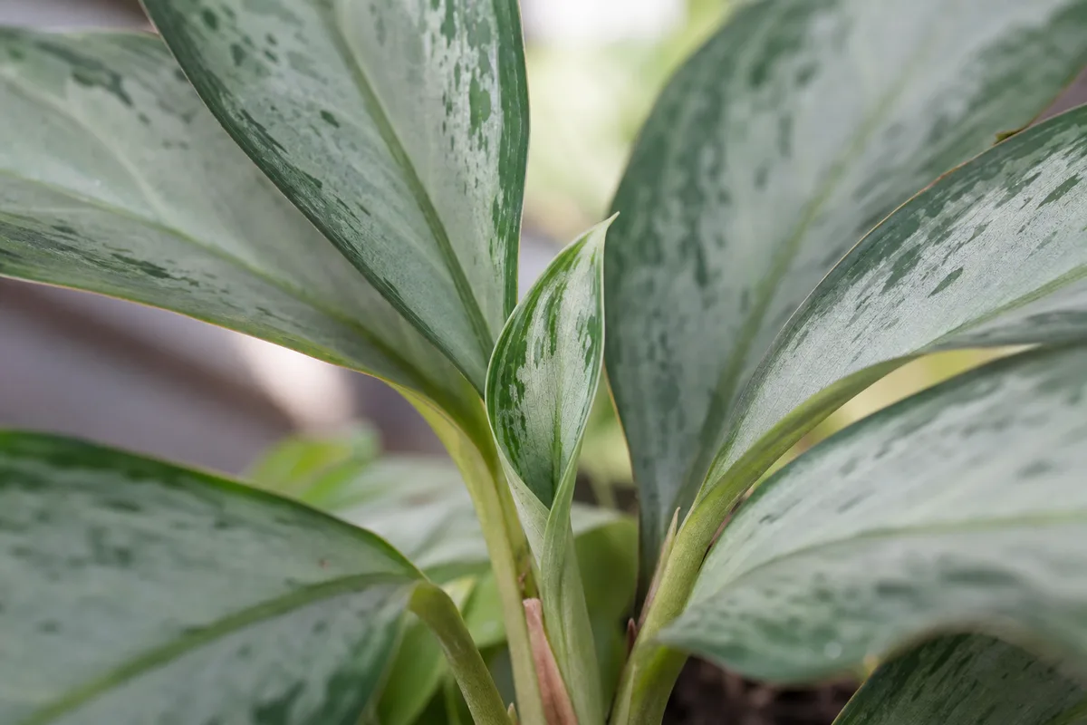 Close-up of Slow Growth on Aglaonema Silver Bay - diagnostic detail