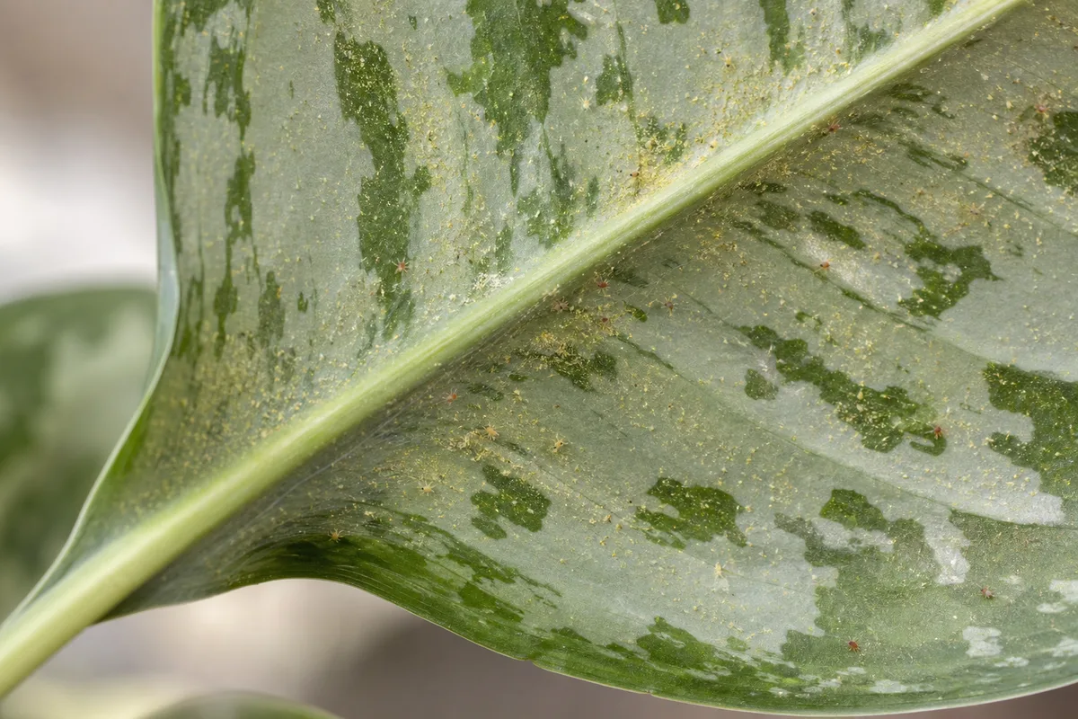 Close-up of Spider Mites on Aglaonema Silver Bay - diagnostic detail