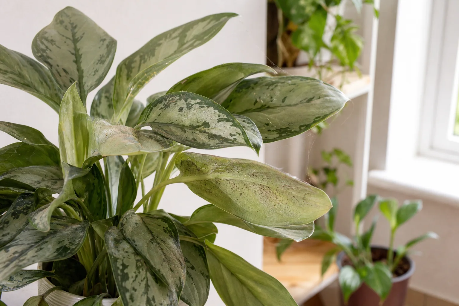 Spider Mites on Aglaonema Silver Bay - visible symptom on the plant