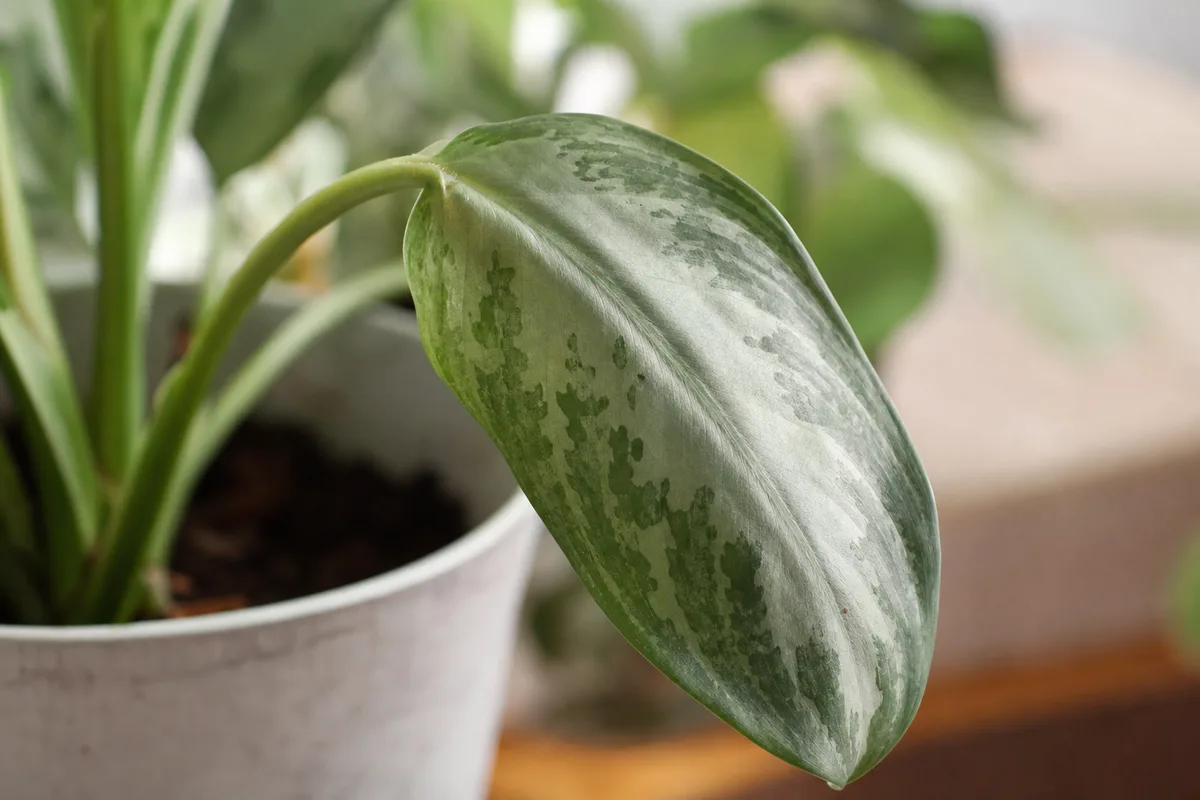 Close-up of wilting on Aglaonema Silver Bay - limp silver-green leaf hanging down on a drooping petiole