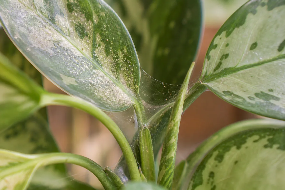 Close-up of spider mites on Aglaonema - fine yellow-white stippling on a variegated leaf and silk webbing in the leaf axil