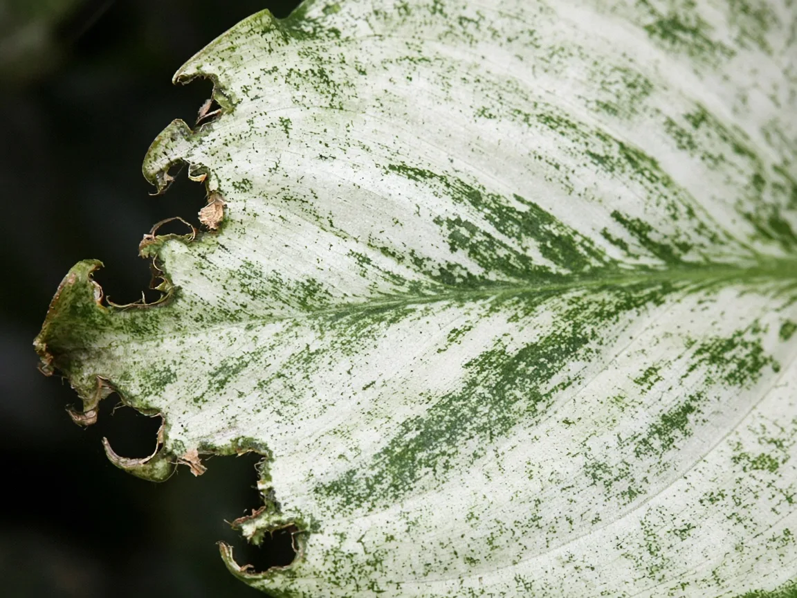 Close-up of holes in leaves on Aglaonema Super White — chewed margin on variegated leaf