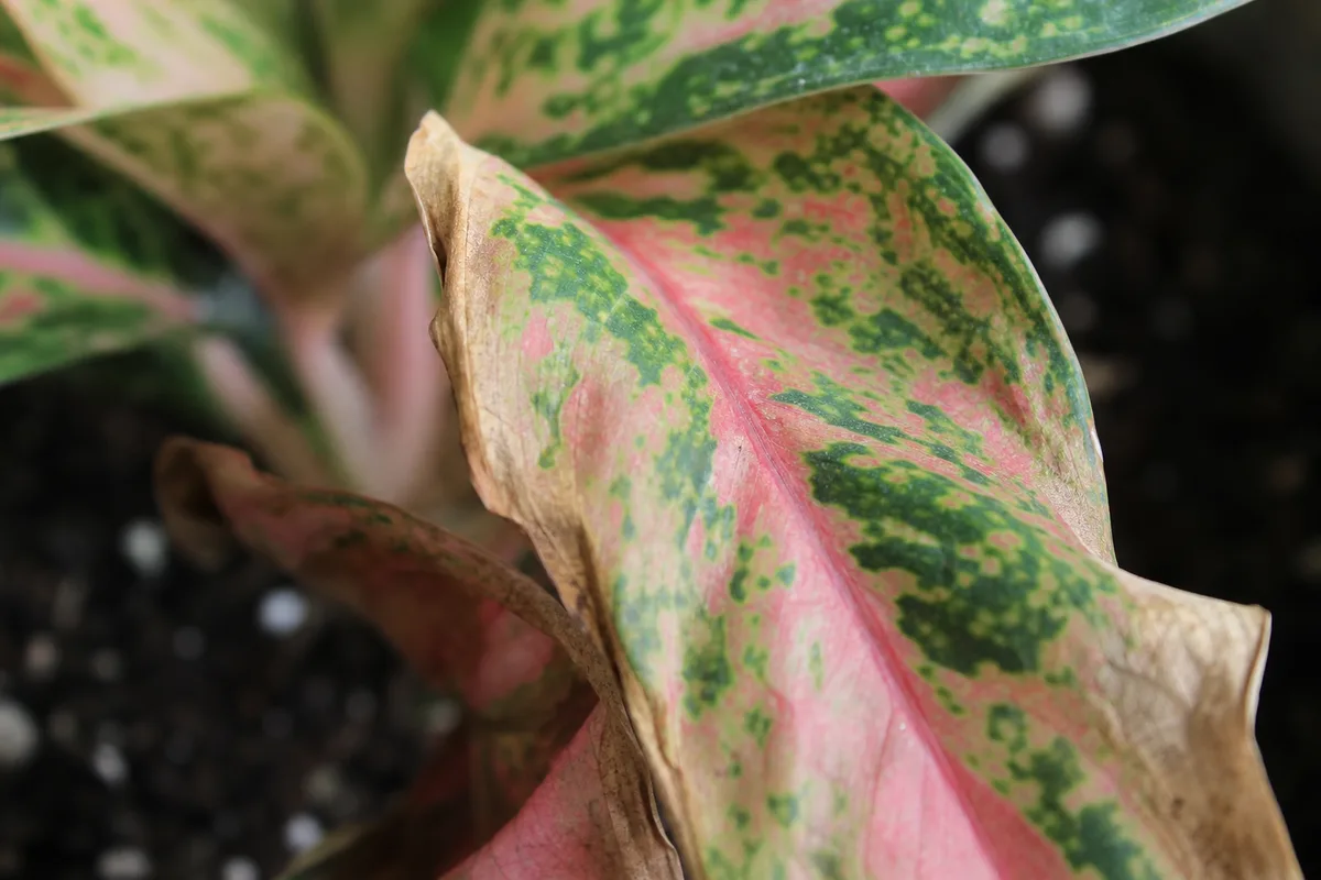 Close-up of Underwatering on Aglaonema - diagnostic detail
