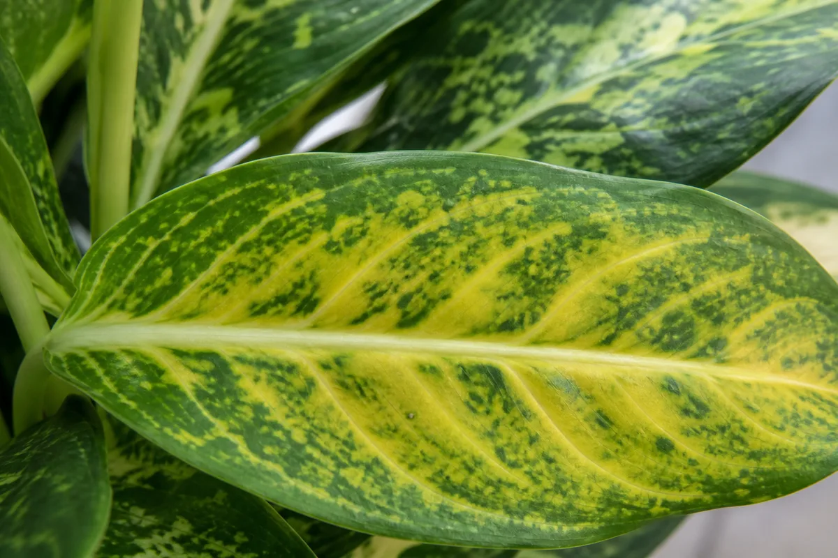 Close-up of Yellow Leaves on Aglaonema - diagnostic detail