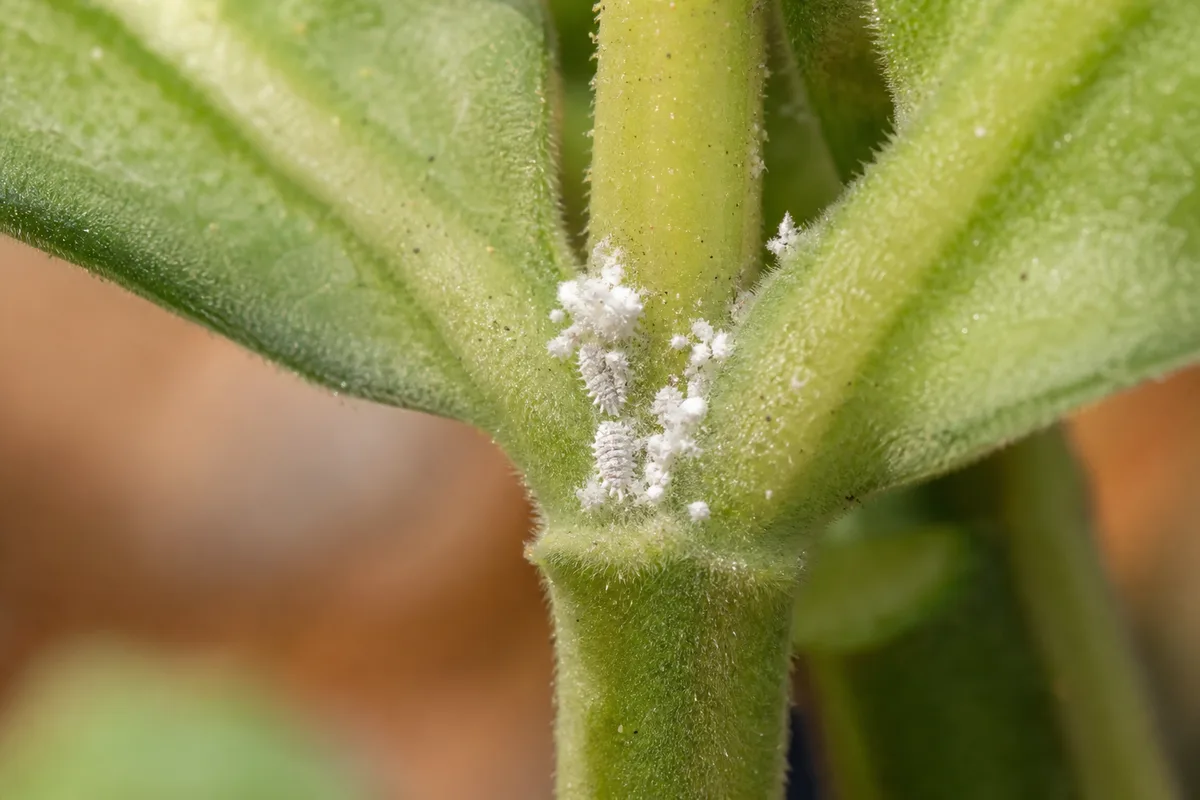 Close-up of mealybugs on Ajwain Plant - white cottony wax tucked where fuzzy leaves meet the square stem