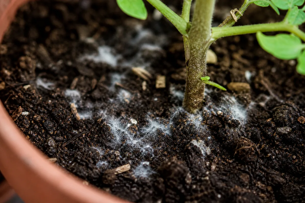 Close-up of Mold on Soil on Ajwain Plant - diagnostic detail