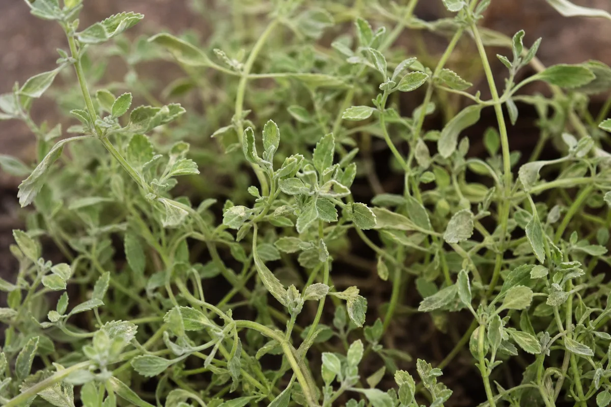 Close-up of Not Enough Light on Ajwain Plant - diagnostic detail