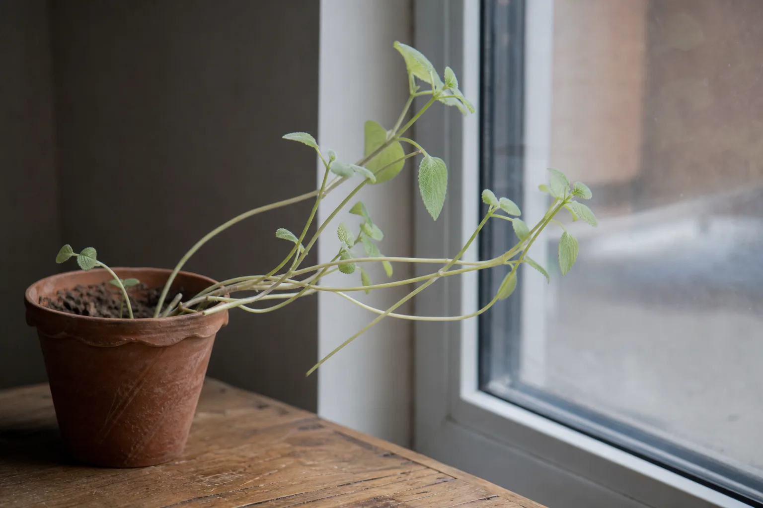 Not Enough Light on Ajwain Plant - visible symptom on the plant