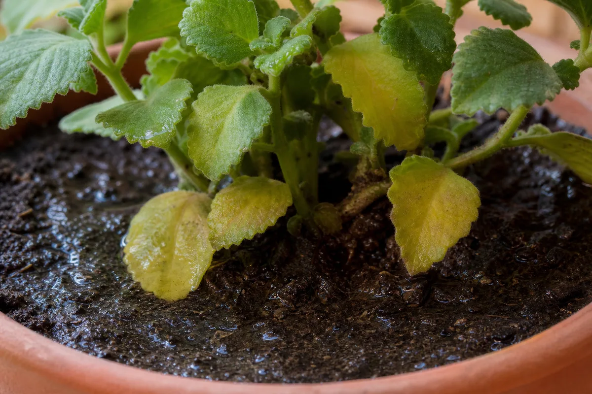 Close-up of Overwatering on Ajwain Plant - diagnostic detail