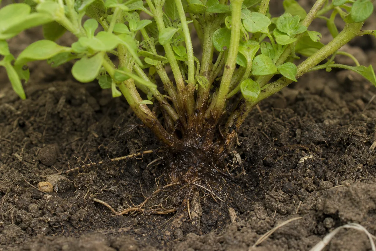Close-up of Root Rot on Ajwain Plant - diagnostic detail