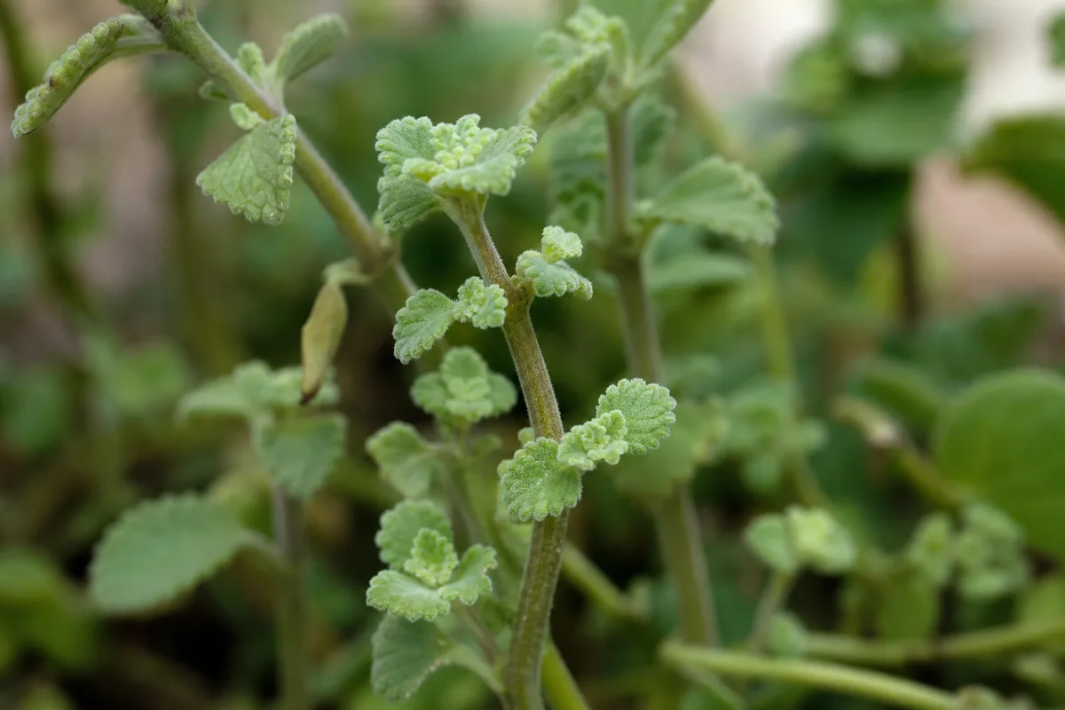 Close-up of Slow Growth on Ajwain Plant - diagnostic detail