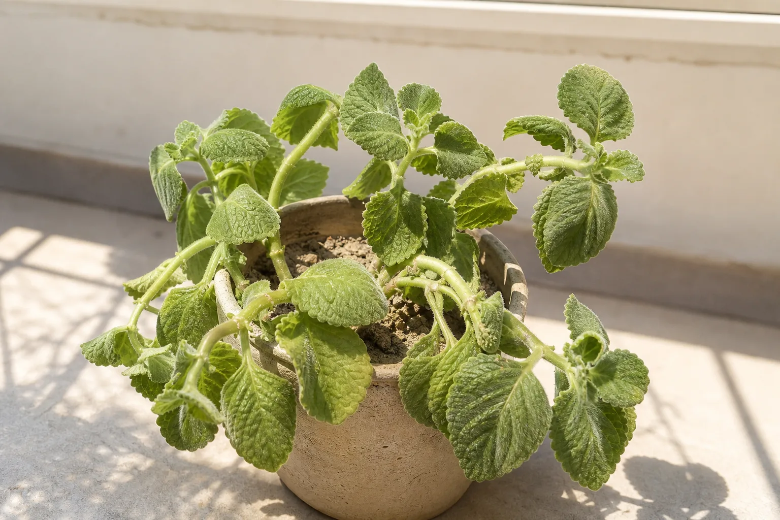 Underwatering on Ajwain Plant - limp stems and slightly soft thick fuzzy leaves on dry soil