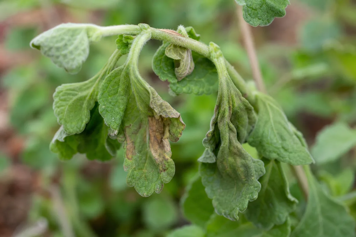 Close-up of Wilting on Ajwain Plant - diagnostic detail