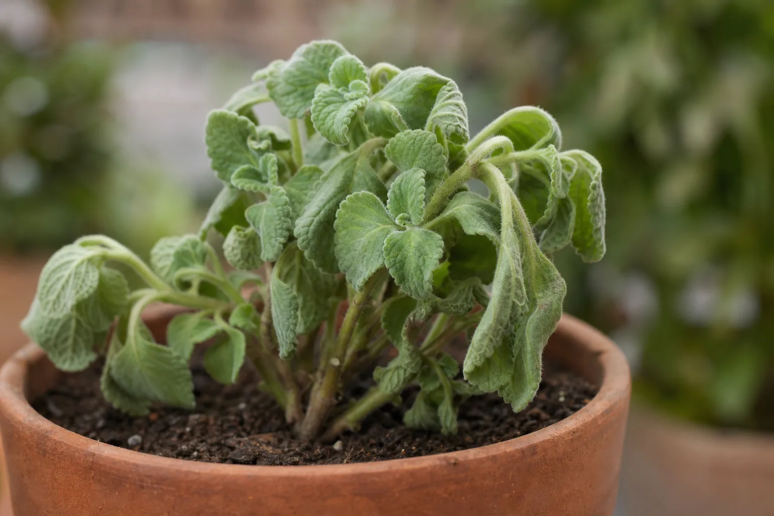 Wilting on Ajwain Plant - visible symptom on the plant