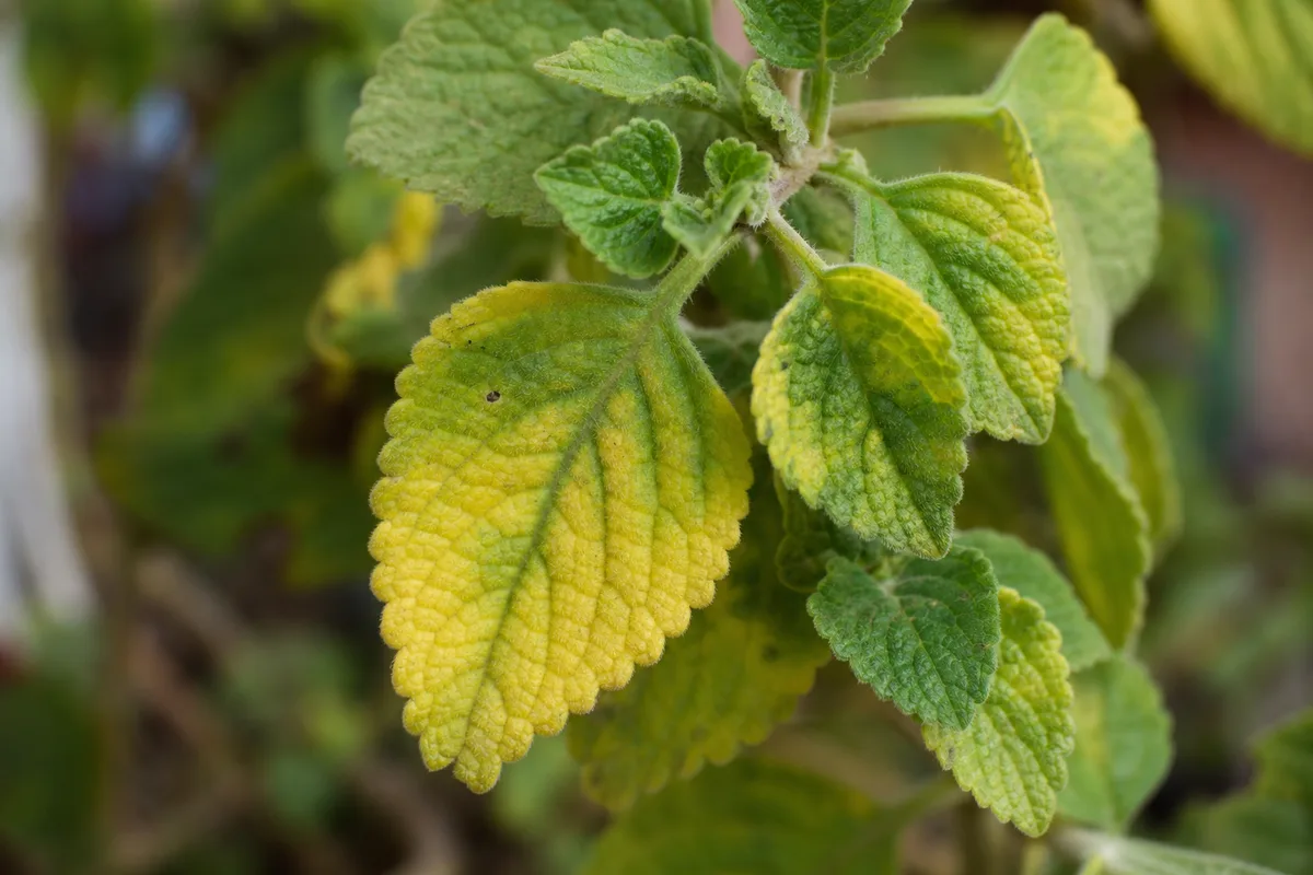 Close-up of Yellow Leaves on Ajwain Plant - diagnostic detail