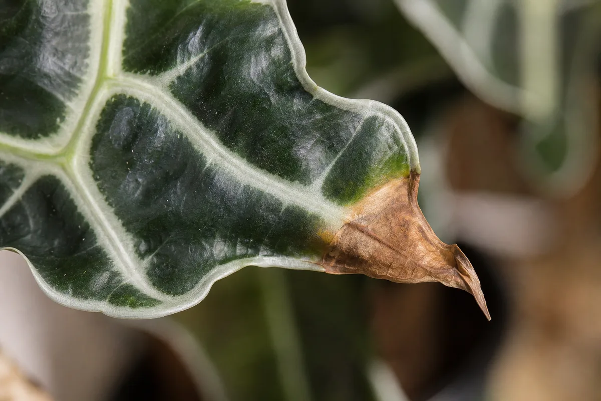 Close-up of brown tips on Alocasia Amazonica - dry tan crispy tip on a wavy arrowhead leaf margin