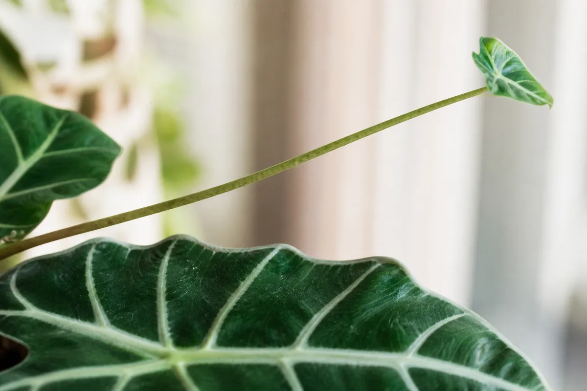 Close-up of leggy growth on Alocasia Amazonica - elongated thin petiole with a smaller new leaf above mature foliage