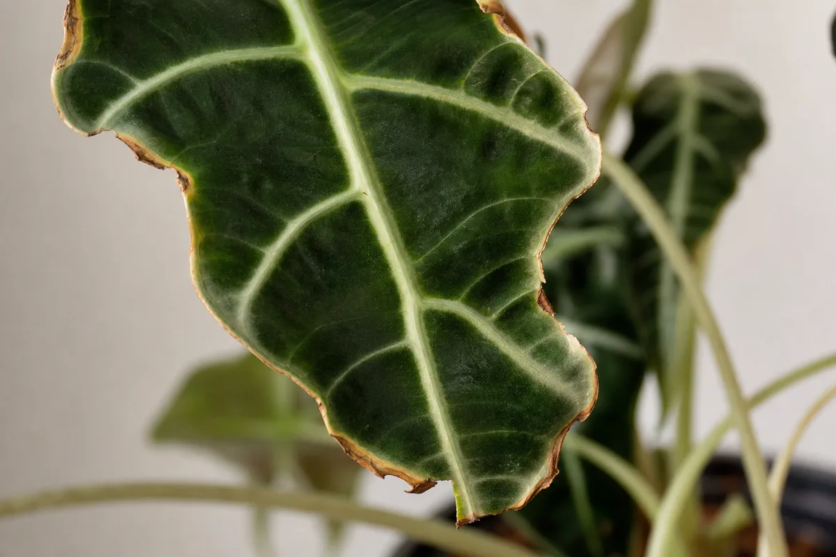 Close-up of Low Humidity on Alocasia Amazonica - diagnostic detail