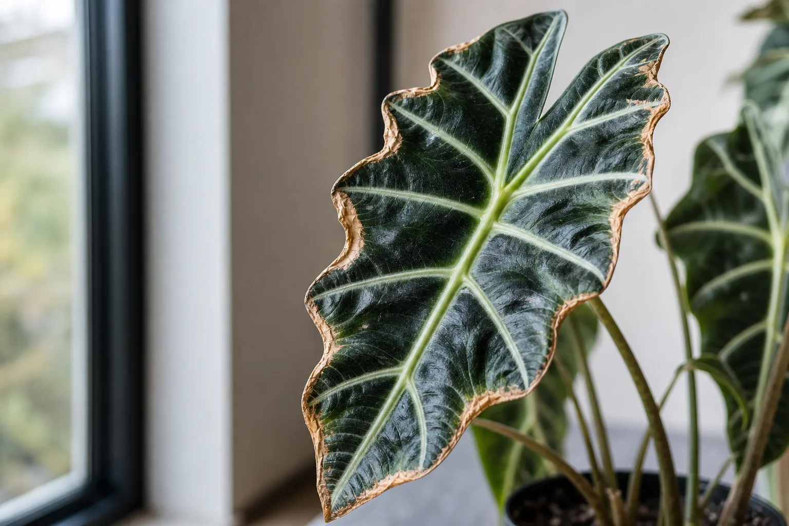 Low Humidity on Alocasia Amazonica - visible symptom on the plant