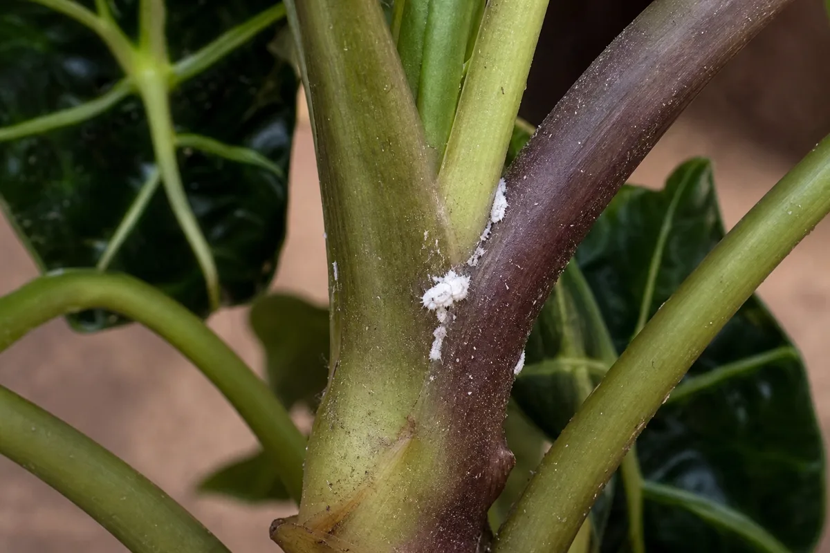 Close-up of Mealybugs on Alocasia Amazonica - diagnostic detail