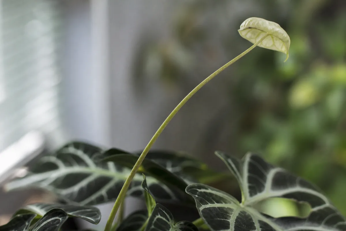 Close-up of Not Enough Light on Alocasia Amazonica - diagnostic detail