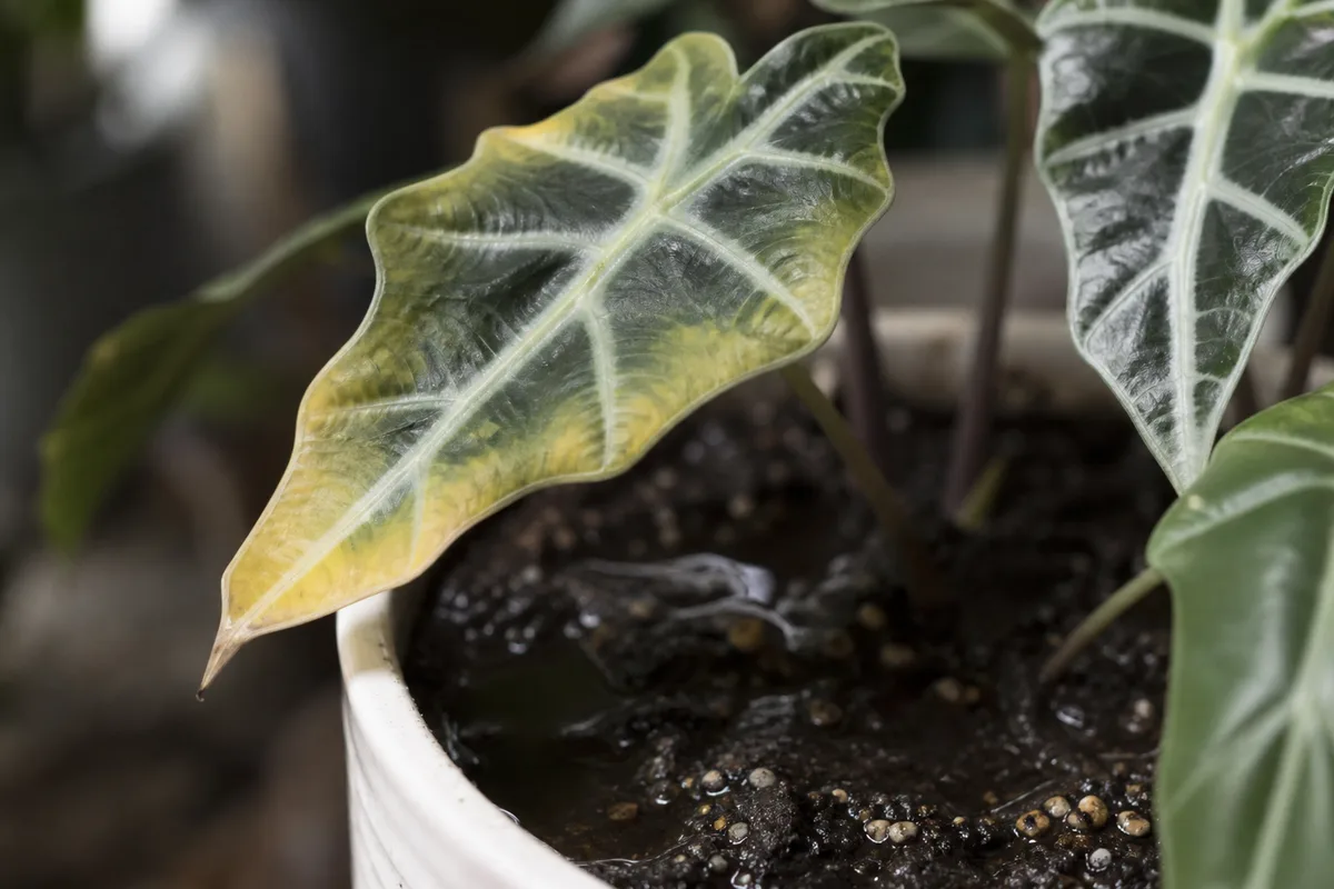 Close-up of Overwatering on Alocasia Amazonica - diagnostic detail