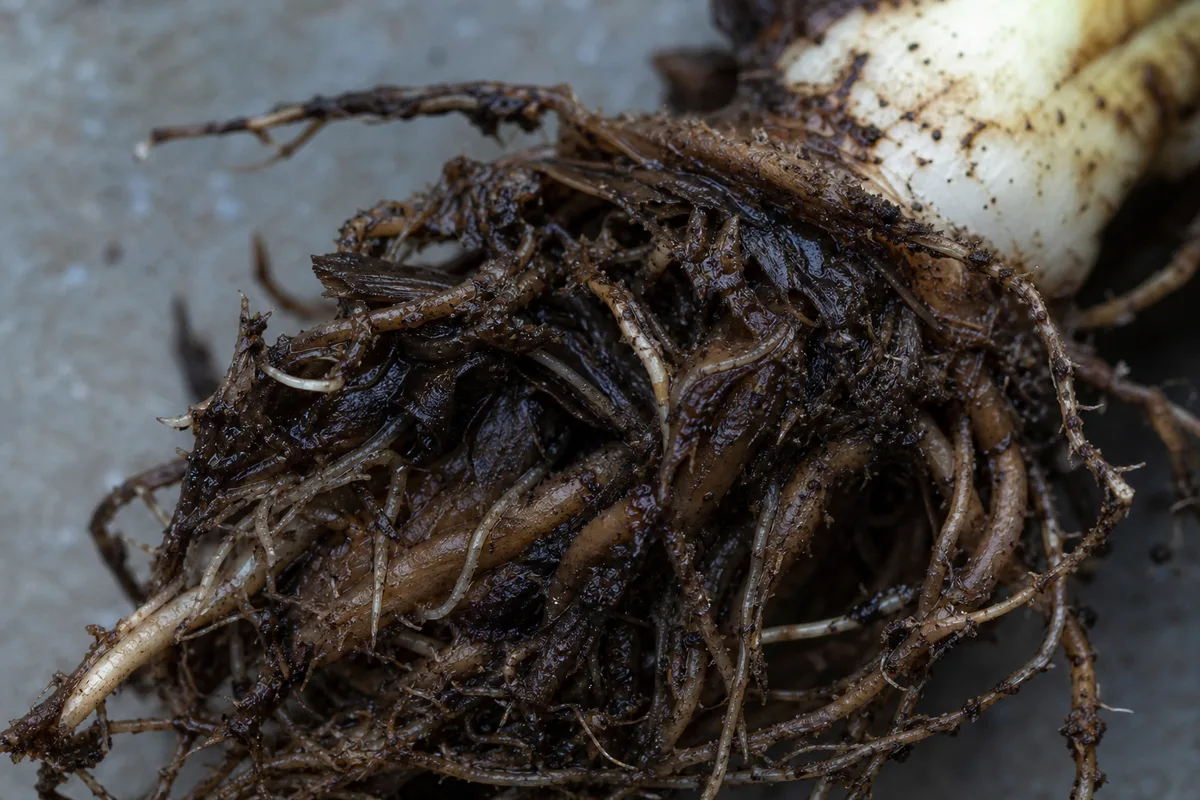 Close-up of Root Rot on Alocasia Amazonica - diagnostic detail