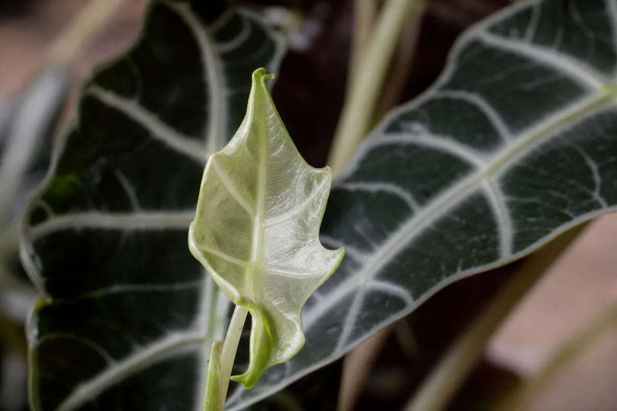 Close-up of Slow Growth on Alocasia Amazonica - diagnostic detail