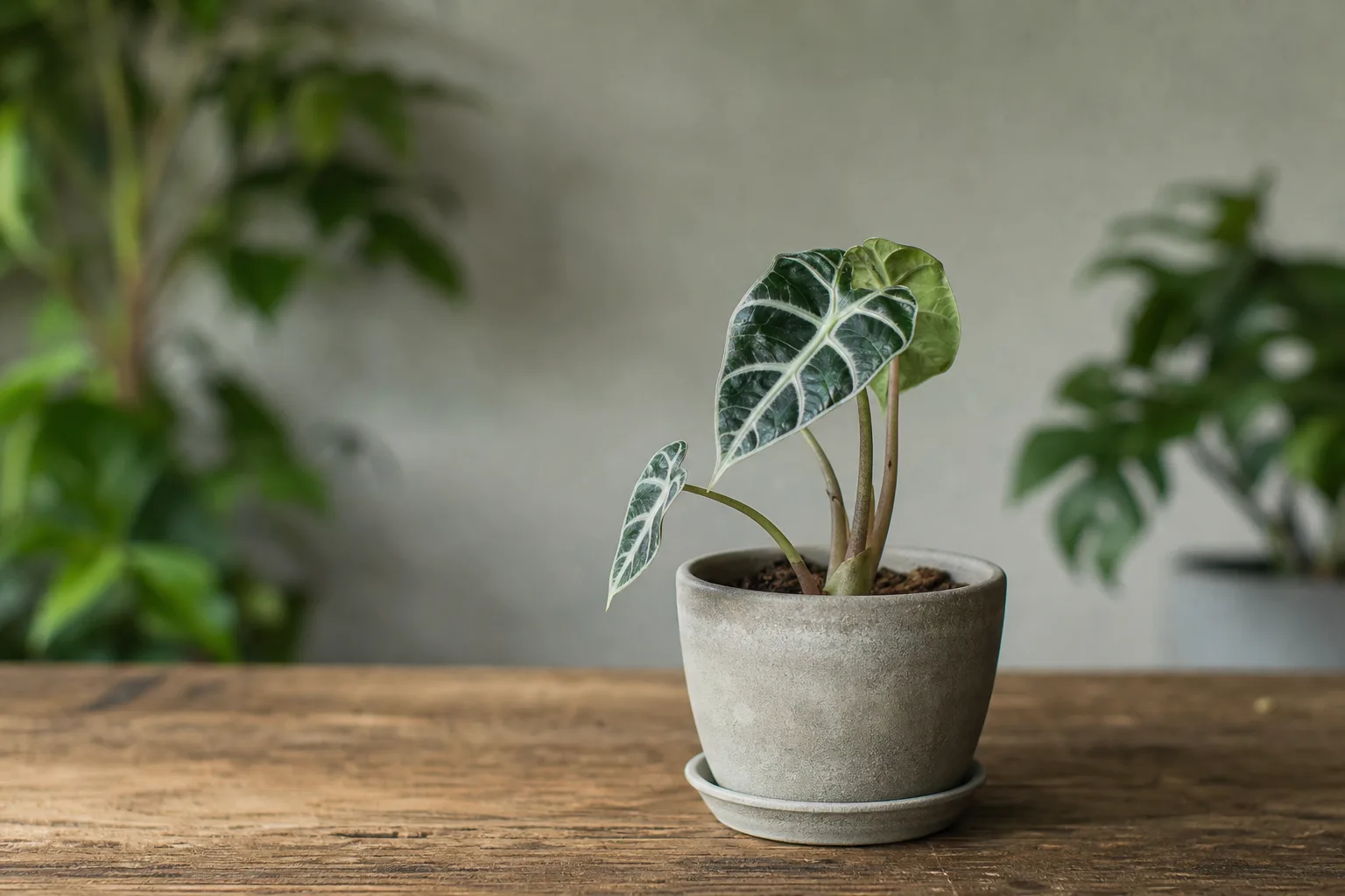 Slow Growth on Alocasia Amazonica - visible symptom on the plant