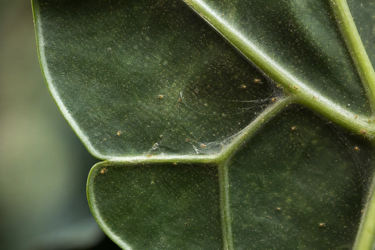 Close-up of Spider Mites on Alocasia Amazonica - diagnostic detail