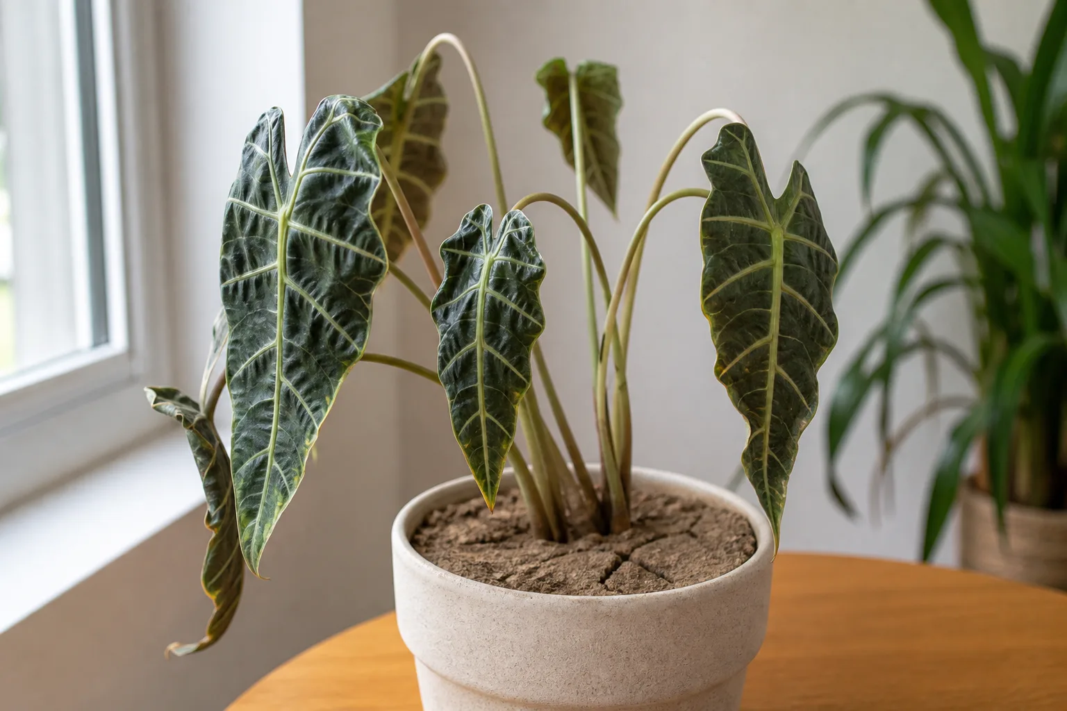 Underwatering on Alocasia Amazonica - visible symptom on the plant