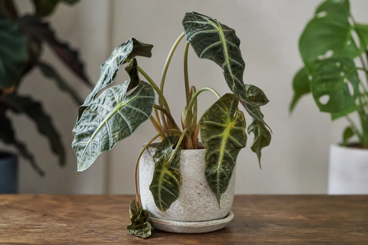 Wilting on Alocasia Amazonica - visible symptom on the plant