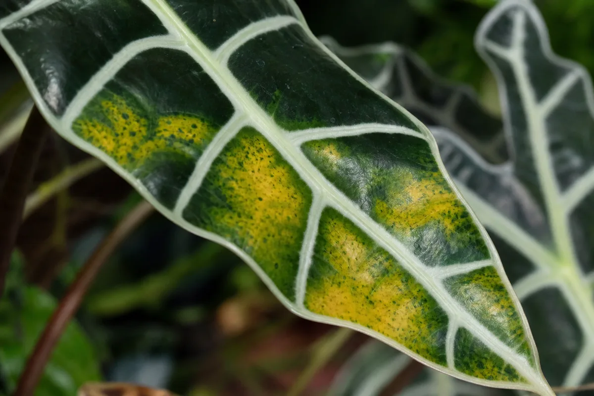 Close-up of Yellow Leaves on Alocasia Amazonica - diagnostic detail
