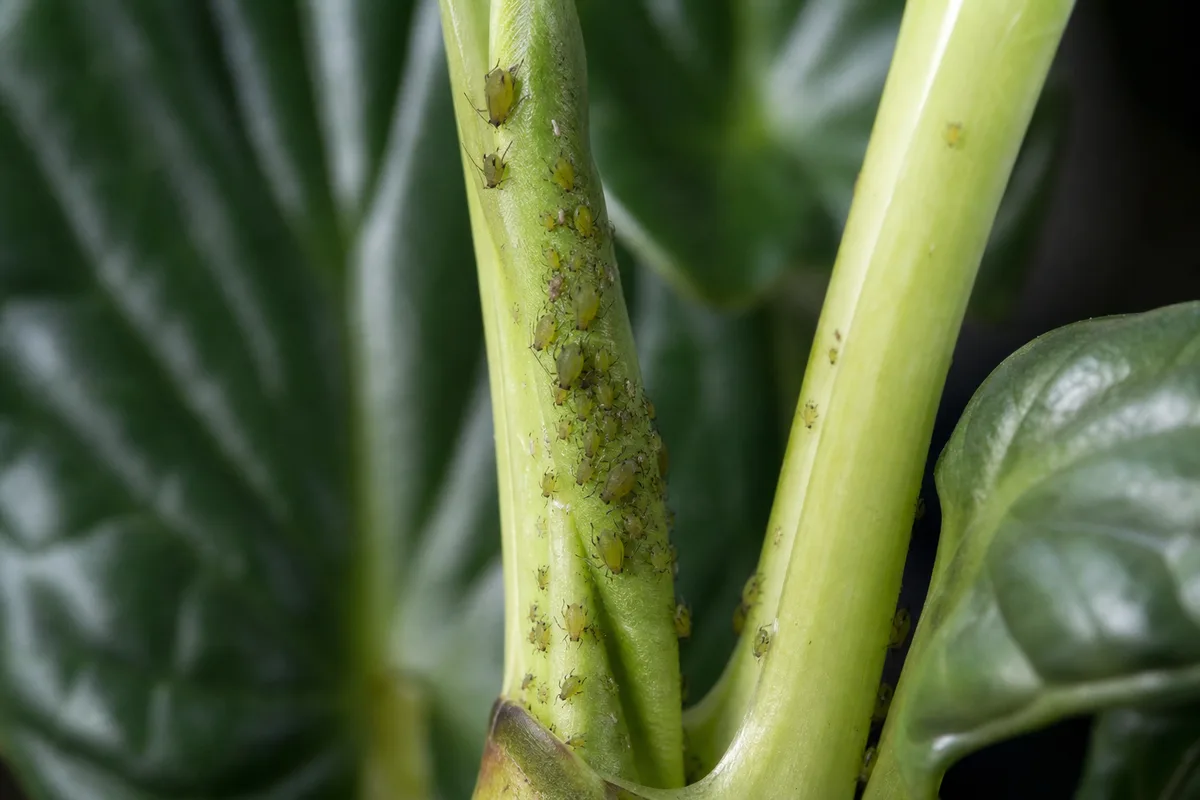 Close-up of Aphids on Alocasia Dragon Scale - diagnostic detail