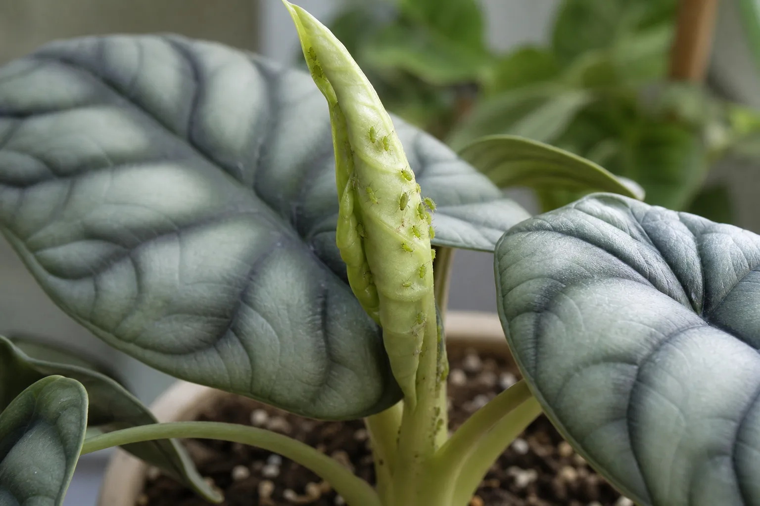 Aphids on Alocasia Dragon Scale - visible symptom on the plant