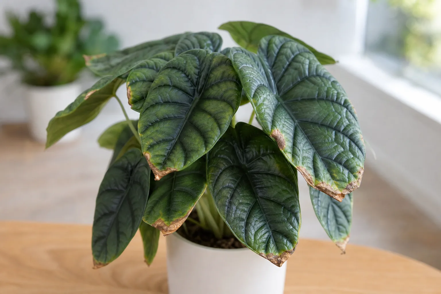 Brown Tips on Alocasia Dragon Scale - visible symptom on the plant