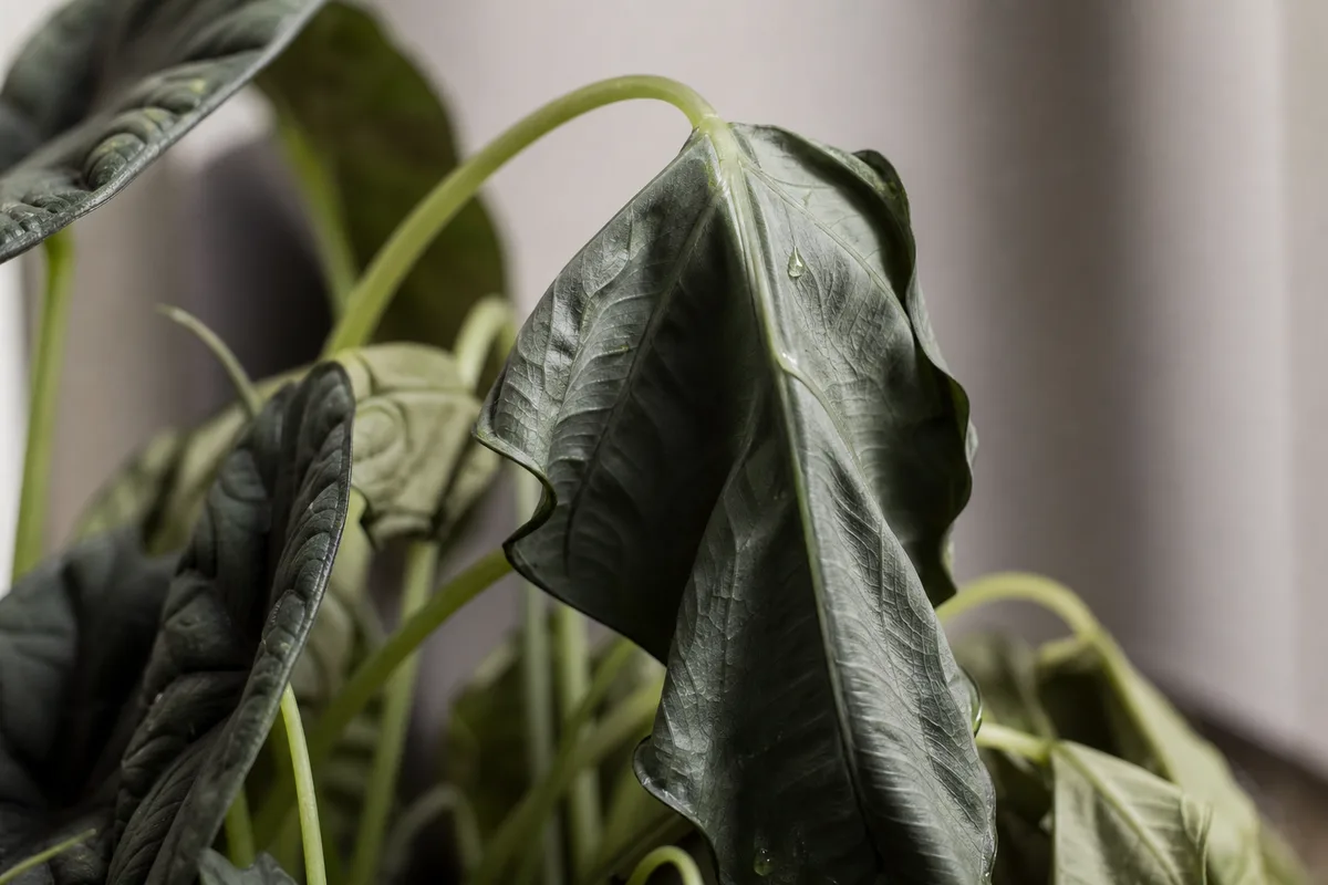 Close-up of Drooping Leaves on Alocasia Dragon Scale - diagnostic detail