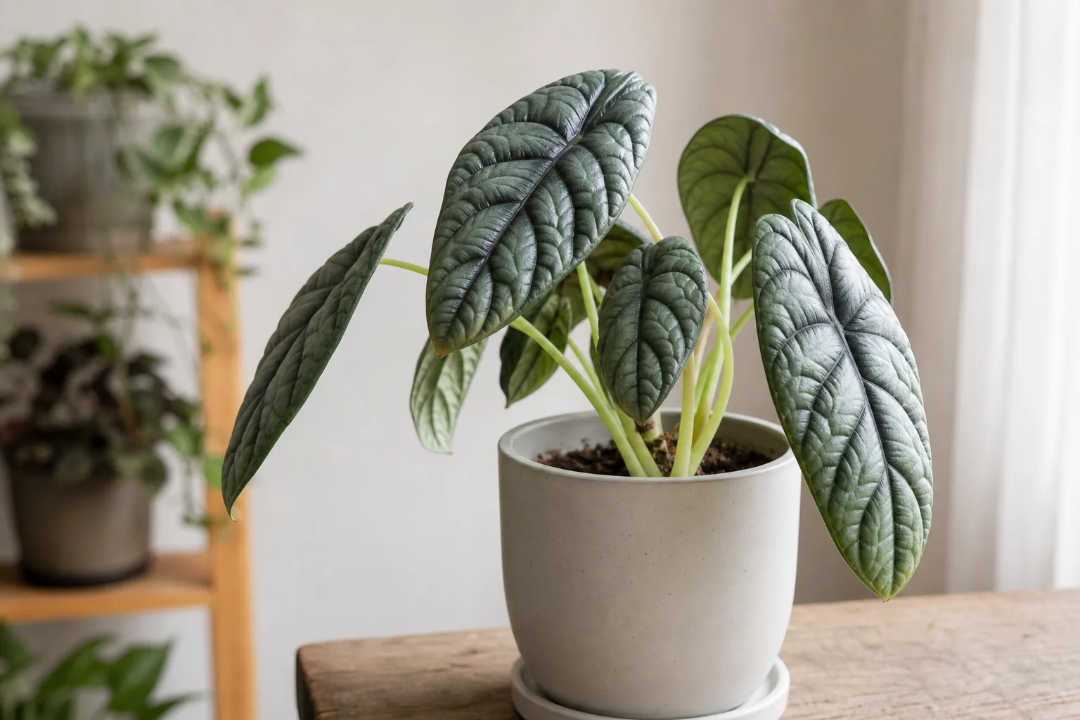 Drooping Leaves on Alocasia Dragon Scale - visible symptom on the plant