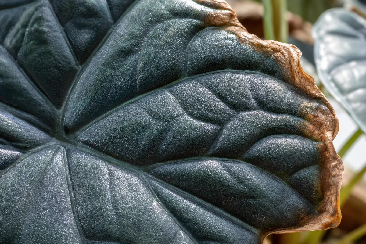 Close-up of Low Humidity on Alocasia Dragon Scale - diagnostic detail