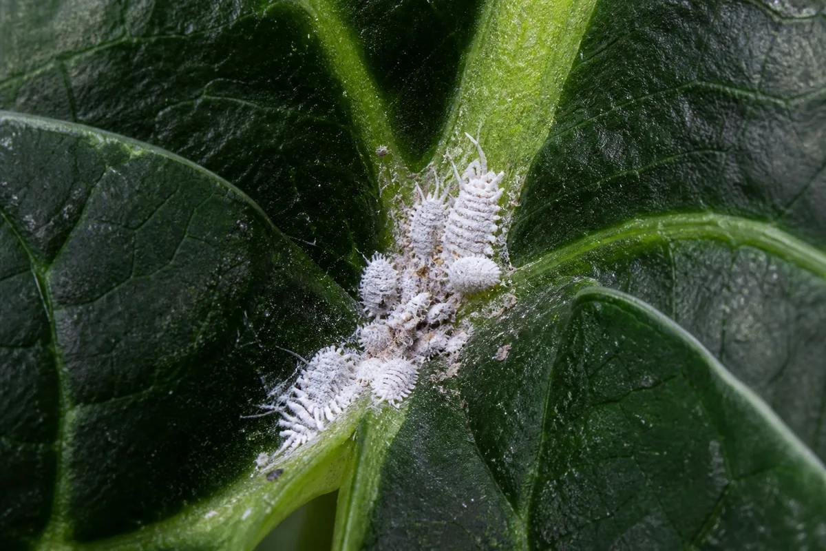 Close-up of Mealybugs on Alocasia Dragon Scale - diagnostic detail