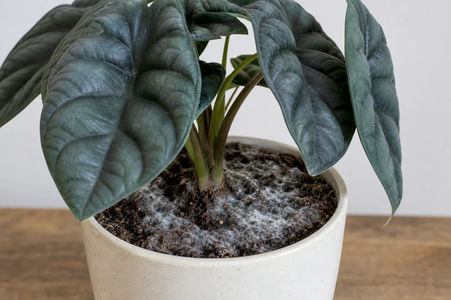 Mold on Soil on Alocasia Dragon Scale - visible symptom on the plant