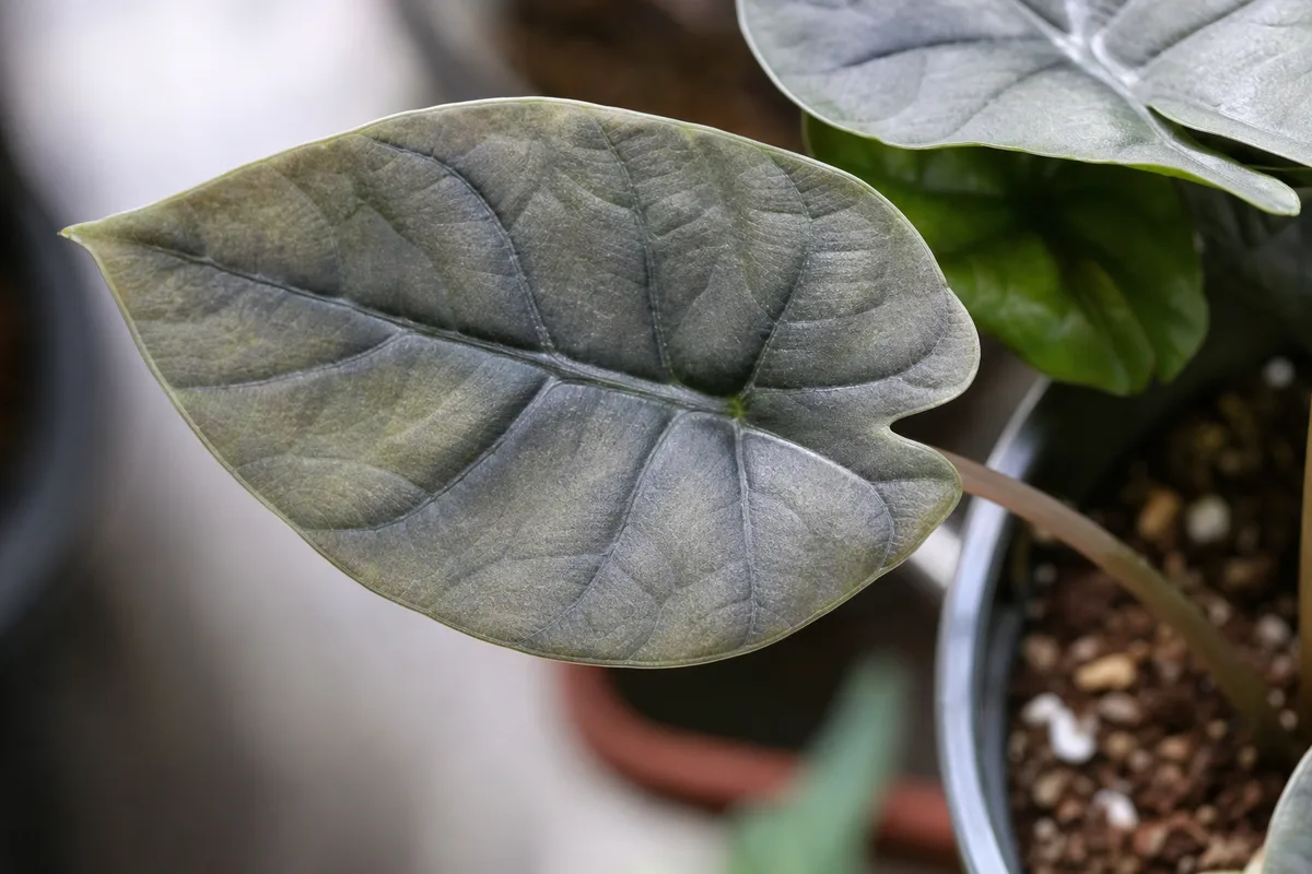 Close-up of Not Enough Light on Alocasia Dragon Scale - diagnostic detail