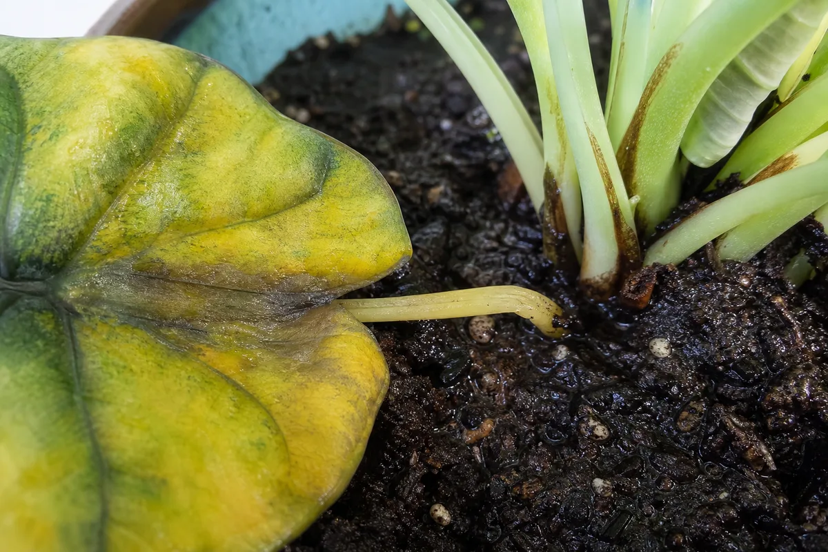 Close-up of Overwatering on Alocasia Dragon Scale - diagnostic detail