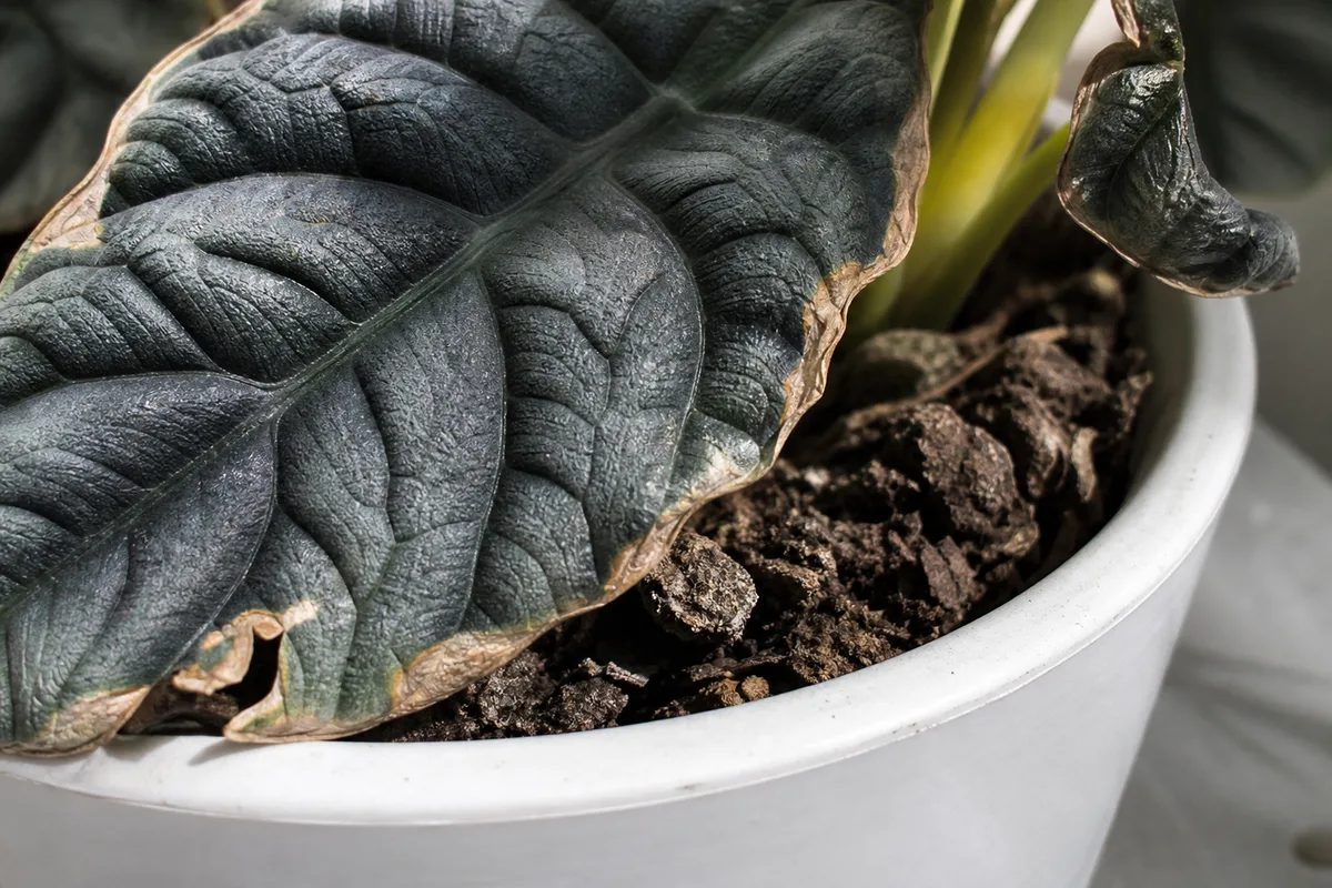 Close-up of Underwatering on Alocasia Dragon Scale - diagnostic detail