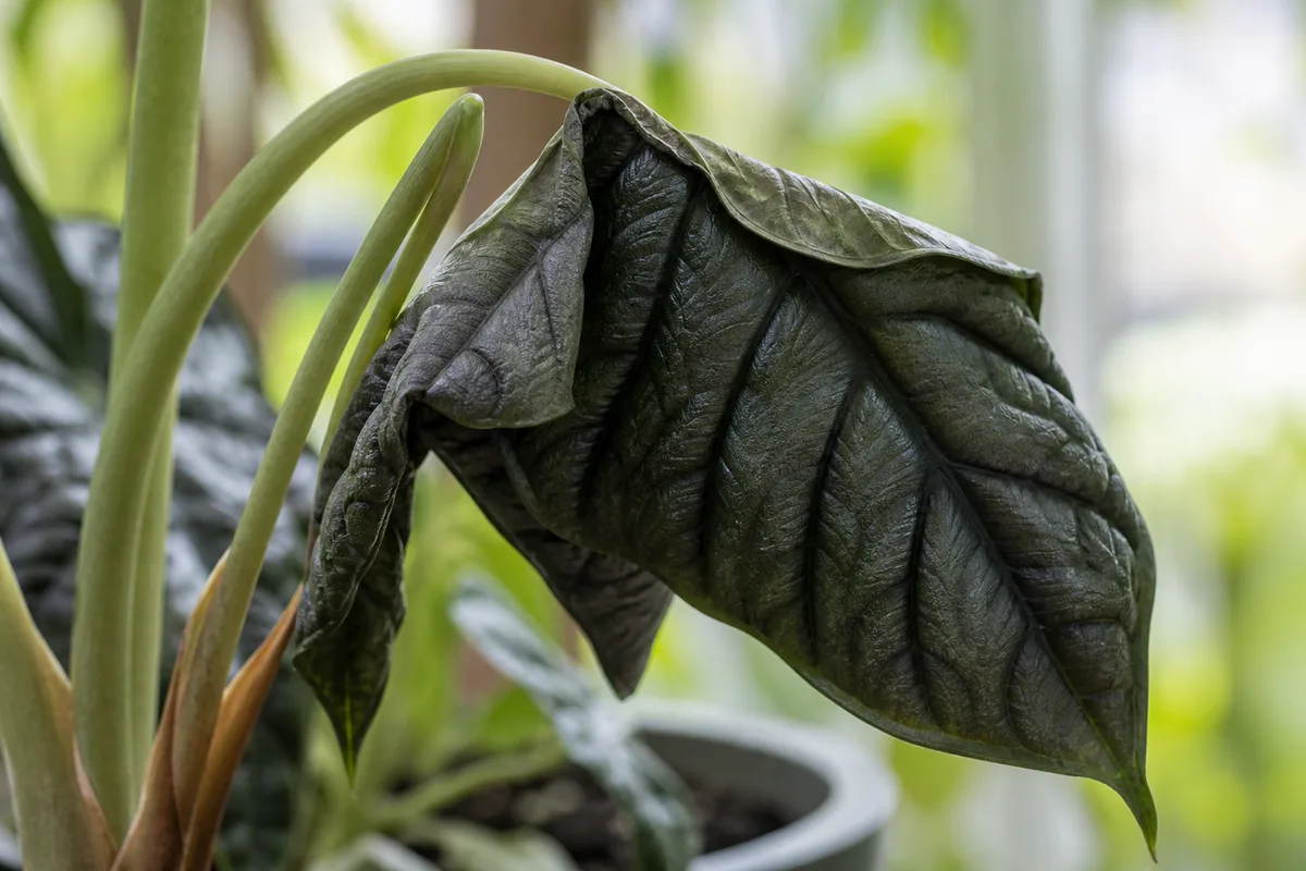 Close-up of Wilting on Alocasia Dragon Scale - diagnostic detail