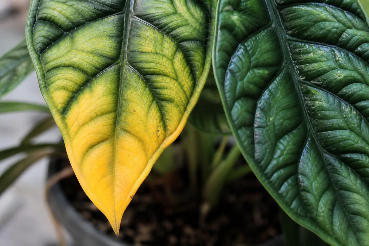 Close-up of Yellow Leaves on Alocasia Dragon Scale - diagnostic detail